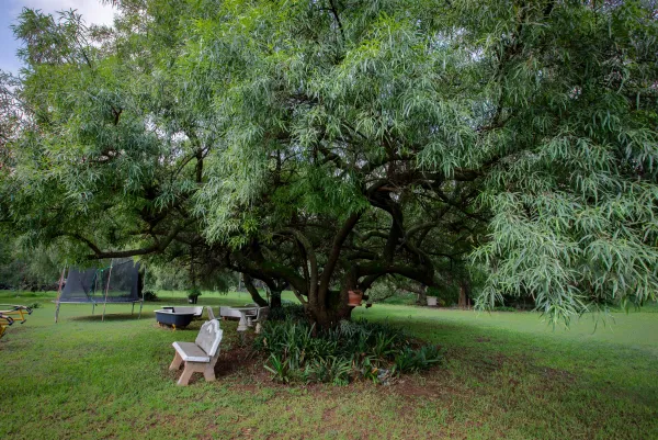 Large tree with bench seating on lush green lawn